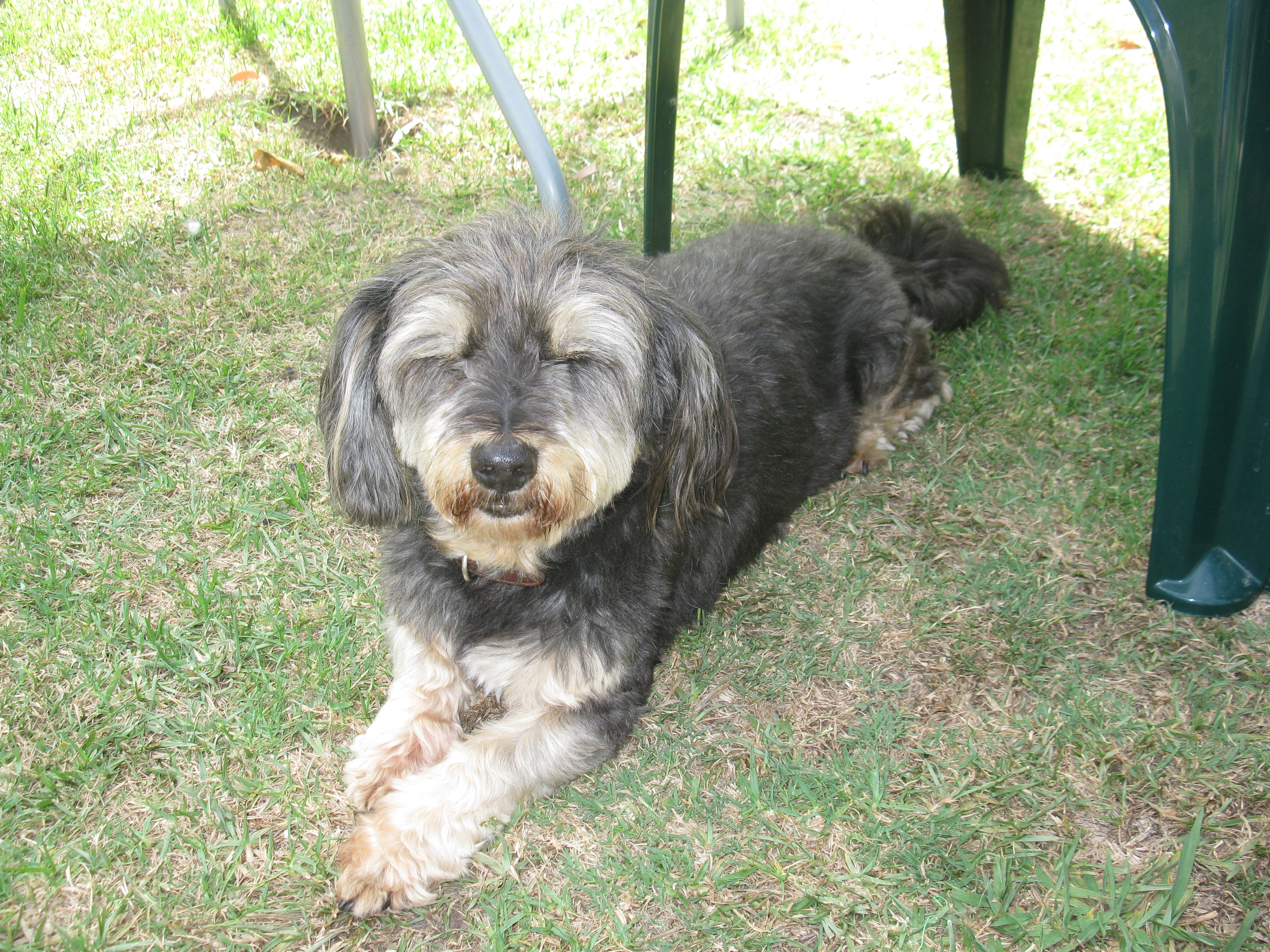 mervyns sprocket dog